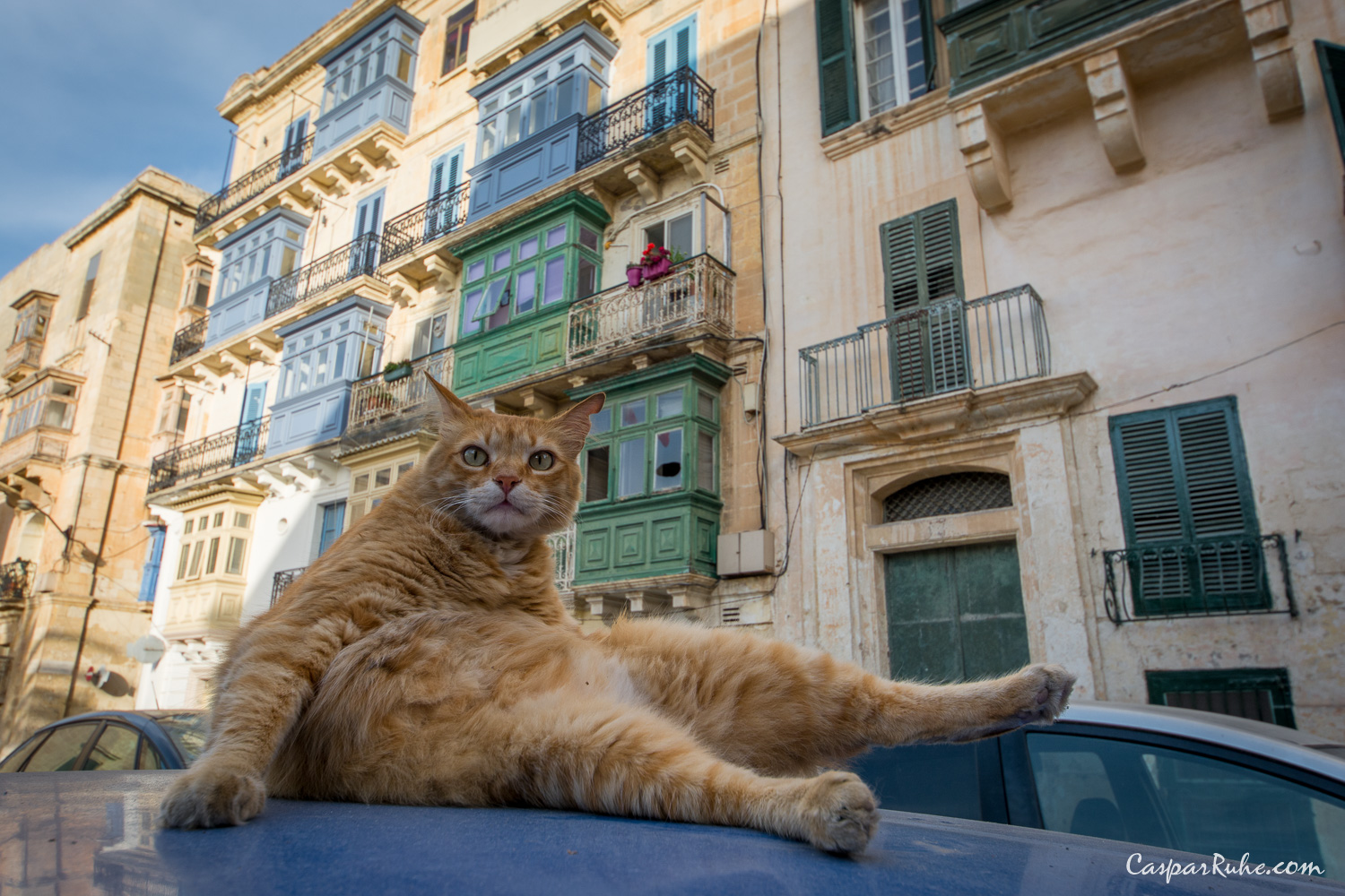 Cat